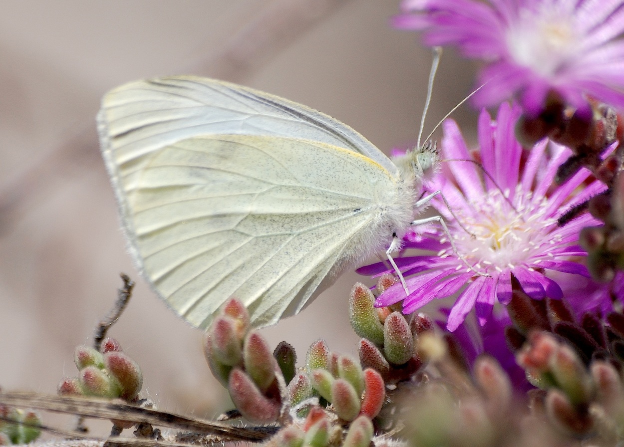 Pieris?